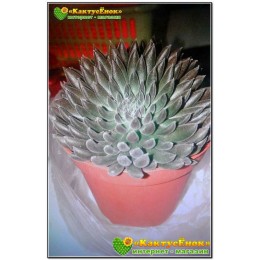 Синокрассула юннаньская (Sinocrassula yunnanensis)