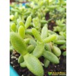 Черенок Делосперма Шиповатая (Delosperma Echinatum)