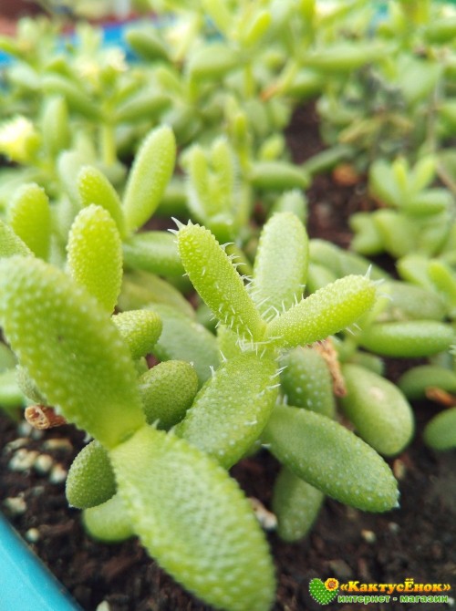 Черенок Делосперма Шиповатая (Delosperma Echinatum)