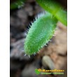 Черенок Делосперма Шиповатая (Delosperma Echinatum)