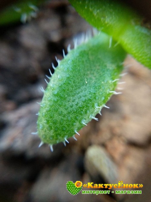 Черенок Делосперма Шиповатая (Delosperma Echinatum)