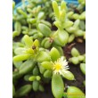 Черенок Делосперма Шиповатая (Delosperma Echinatum)