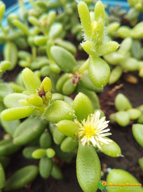 Черенок Делосперма Шиповатая (Delosperma Echinatum)