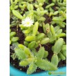 Черенок Делосперма Шиповатая (Delosperma Echinatum)