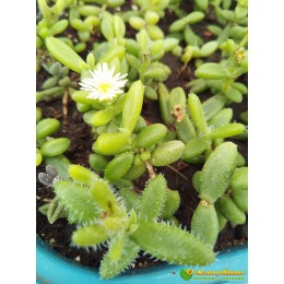 Черенок Делосперма Шиповатая (Delosperma Echinatum)