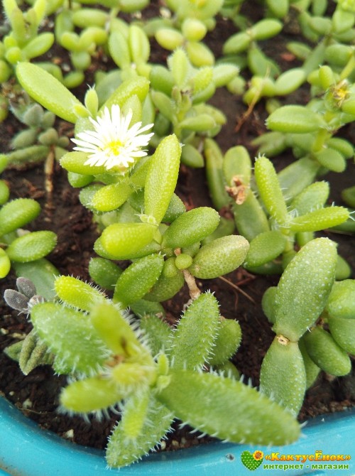 Черенок Делосперма Шиповатая (Delosperma Echinatum)