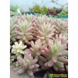 Черенок  Очиток Аврора (sedum rubrotinctum cv. aurora variegata)