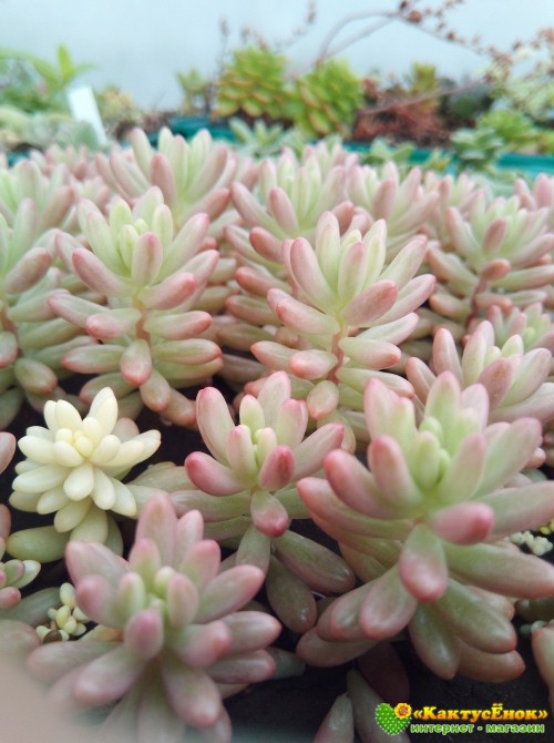 Черенок  Очиток Аврора (sedum rubrotinctum cv. aurora variegata)