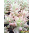 Черенок  Очиток Аврора (sedum rubrotinctum cv. aurora variegata)