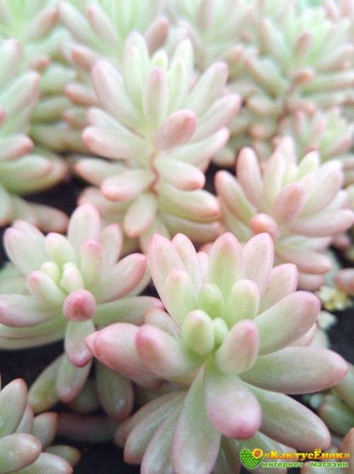 Черенок  Очиток Аврора (sedum rubrotinctum cv. aurora variegata)