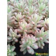 Черенок  Очиток Аврора (sedum rubrotinctum cv. aurora variegata)