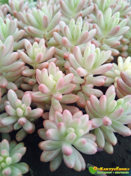 Черенок  Очиток Аврора (sedum rubrotinctum cv. aurora variegata)