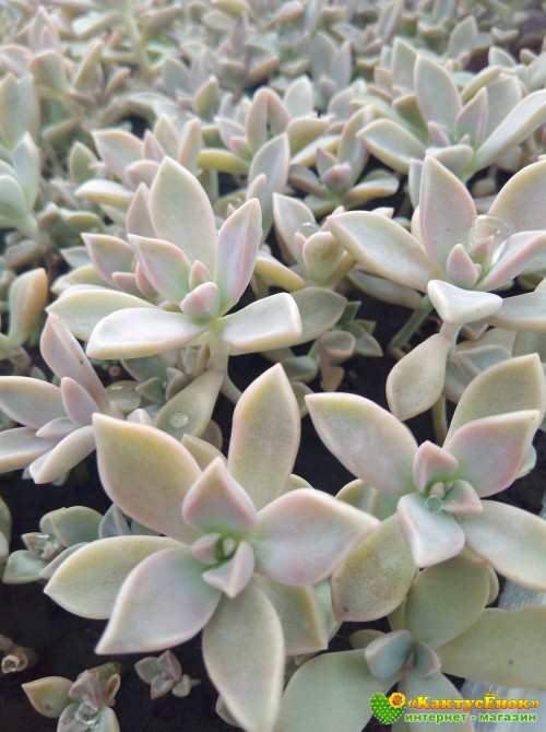 Черенок Граптопеталум парагвайский (Graptopetalum paraguayense)