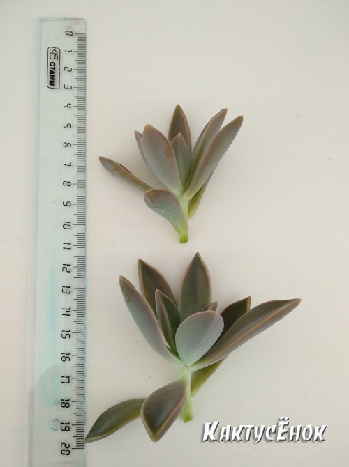 Черенок Граптопеталум парагвайский (Graptopetalum paraguayense)