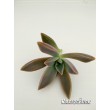 Черенок Граптопеталум парагвайский (Graptopetalum paraguayense)