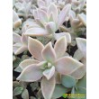 Черенок Граптопеталум парагвайский (Graptopetalum paraguayense)