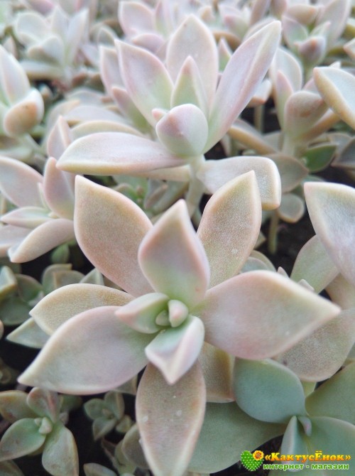 Черенок Граптопеталум парагвайский (Graptopetalum paraguayense)