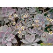 Черенок Граптопеталум парагвайский (Graptopetalum paraguayense)