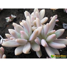 2 листовых черенка Граптоседум Франческо Балди (Graptosedum Francesco Baldi)