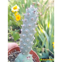 Черенок Тефрокактус шишковидный (Tephrocactus strobiliformis, тефрокактус стробилиформис)