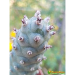 Черенок Тефрокактус шишковидный (Tephrocactus strobiliformis, тефрокактус стробилиформис)