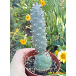 Черенок Тефрокактус шишковидный (Tephrocactus strobiliformis, тефрокактус стробилиформис)