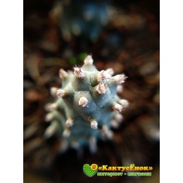 Черенок Тефрокактус шишковидный (Tephrocactus strobiliformis, тефрокактус стробилиформис)