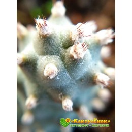 Черенок Тефрокактус шишковидный (Tephrocactus strobiliformis, тефрокактус стробилиформис)