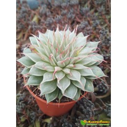 2 листовых черенка Граптоверия Сильвер Стар (Graptoveria cv. Silver Star )