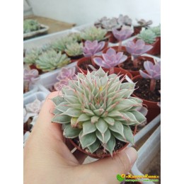 2 листовых черенка Граптоверия Сильвер Стар (Graptoveria cv. Silver Star )