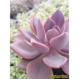 2 листовых черенка Граптоверия Дебби (Graptoveria cv. Debbie, 8077)
