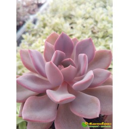 2 листовых черенка Граптоверия Дебби (Graptoveria cv. Debbie, 8077)