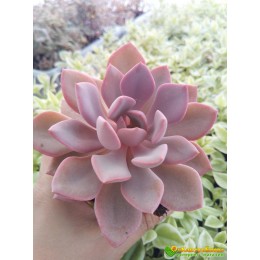 2 листовых черенка Граптоверия Дебби (Graptoveria cv. Debbie, 8077)