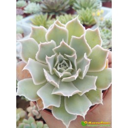 2 листовых черенка Эхеверия Симуланс (Echeveria simulans)