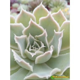 2 листовых черенка Эхеверия Симуланс (Echeveria simulans)