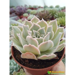 2 листовых черенка Эхеверия Симуланс (Echeveria simulans)