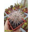 Тефрокактус Александра (Tephrocactus alexanderi)