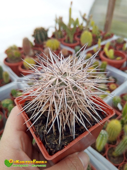 Тефрокактус Александра (Tephrocactus alexanderi)