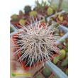 Тефрокактус Александра (Tephrocactus alexanderi)