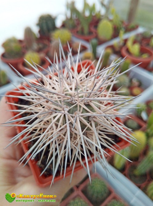 Тефрокактус Александра (Tephrocactus alexanderi)