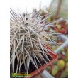 Тефрокактус Александра (Tephrocactus alexanderi)