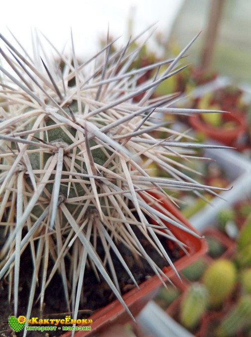 Тефрокактус Александра (Tephrocactus alexanderi)