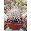 Тефрокактус Александра (Tephrocactus alexanderi)