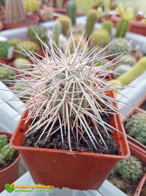 Тефрокактус Александра (Tephrocactus alexanderi)