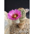 Эхиноцереус Рейхенбаха (Echinocereus reichenbahii v. perbellus)