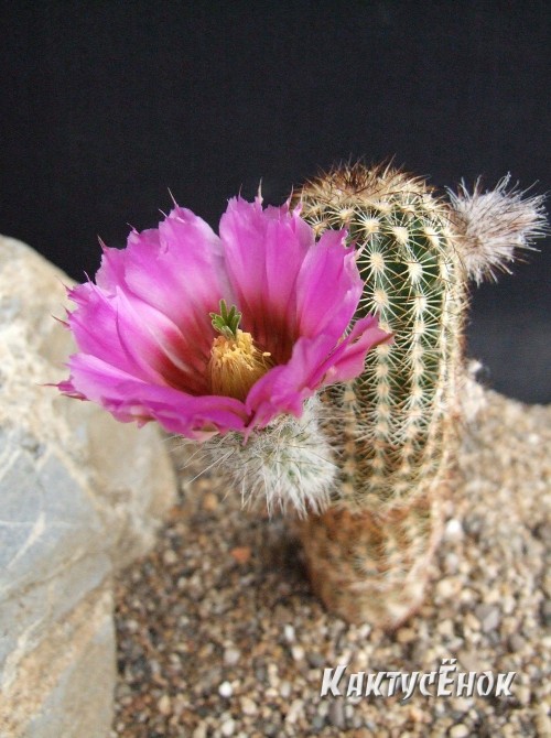 Эхиноцереус Рейхенбаха (Echinocereus reichenbahii v. perbellus)