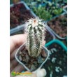 Эхиноцереус Рейхенбаха (Echinocereus reichenbahii v. perbellus)