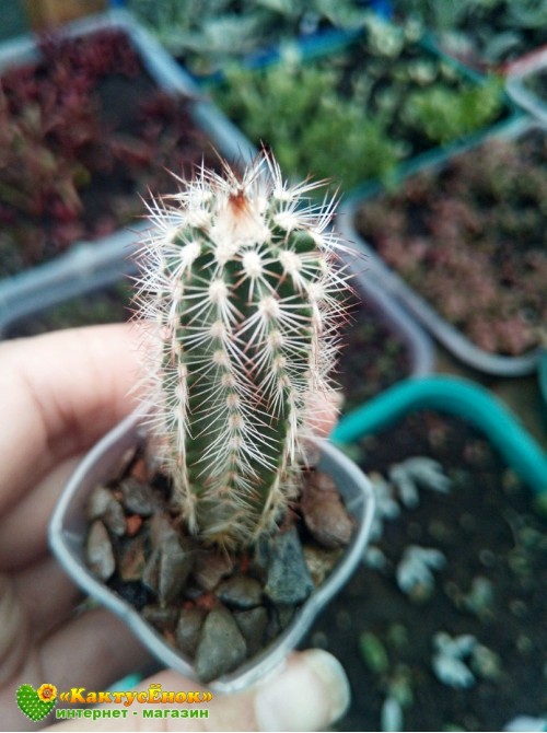 Эхиноцереус Рейхенбаха (Echinocereus reichenbahii v. perbellus)