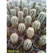 Эхиноцереус Рейхенбаха (Echinocereus reichenbahii v. perbellus)