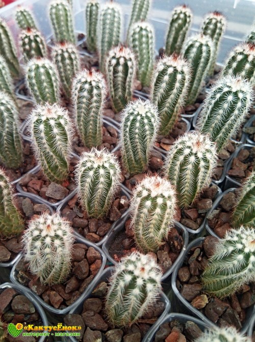 Эхиноцереус Рейхенбаха (Echinocereus reichenbahii v. perbellus)